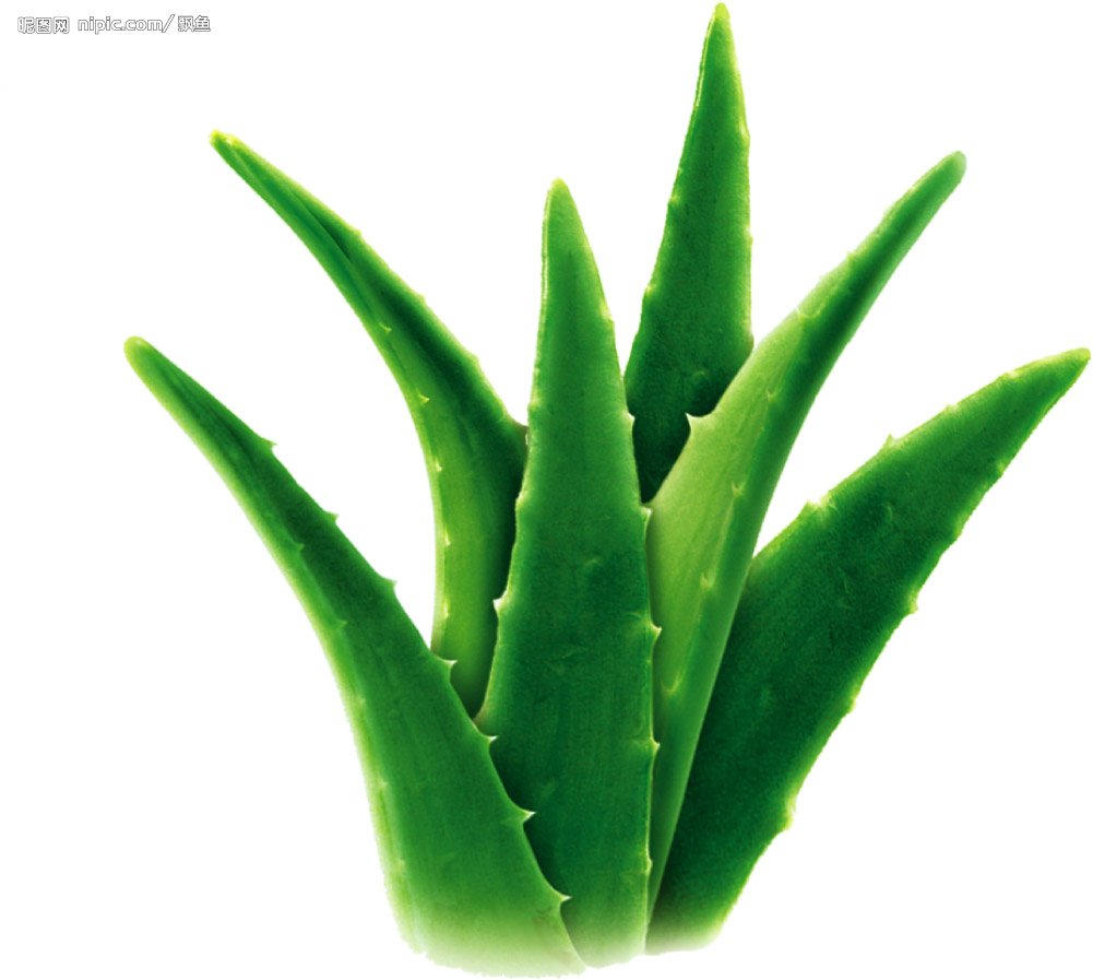 Aloe Vera: Nature’s Precious Gift To Life!  SafeandHealthylife