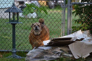 Help your dog to lose weight