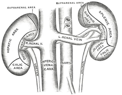Kidney Dialysis