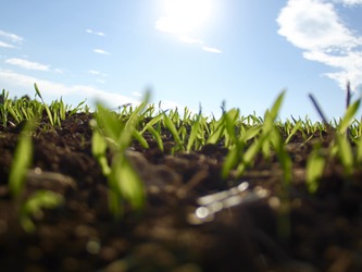 Kratom Featured Image