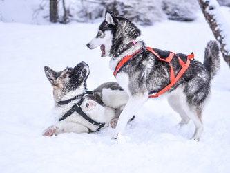Siberian Husky Featured Image