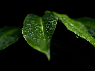 Cannabinoids Featured Image