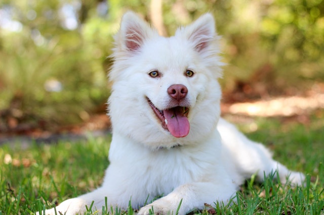 Improve Your Adopted Dog's Health