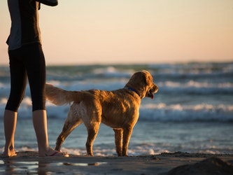 Your Dog's Arthritis