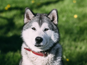 Siberian Husky Featured Image