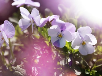 Organic Deodorant Options Featured Image
