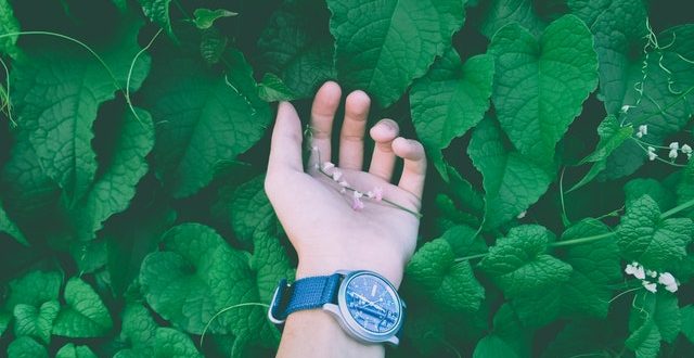 Health Benefits of Hemp