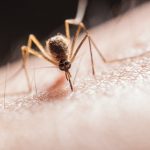 [Health Information] Malaria V/s Dengue