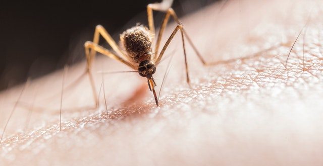 Malaria Vs Dengue