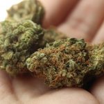 Top 4 Tips to Store You Cannabis Properly