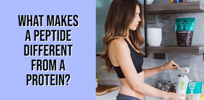 Makes a Peptide Different From a Protein