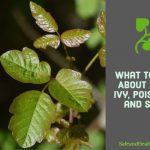 What to Know About Poison Ivy, Poison Oak and Sumac