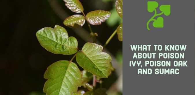 Poison Ivy, Poison Oak and Sumac