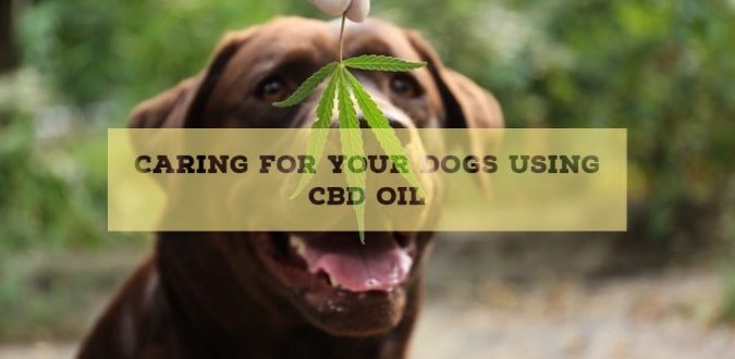 Caring for Your Dogs Using CBD Oil