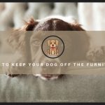 How to Keep Your Dog Off the Furniture