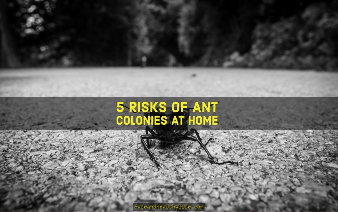 Ant Colonies at Home