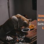 What Cats Can’t and Can Eat