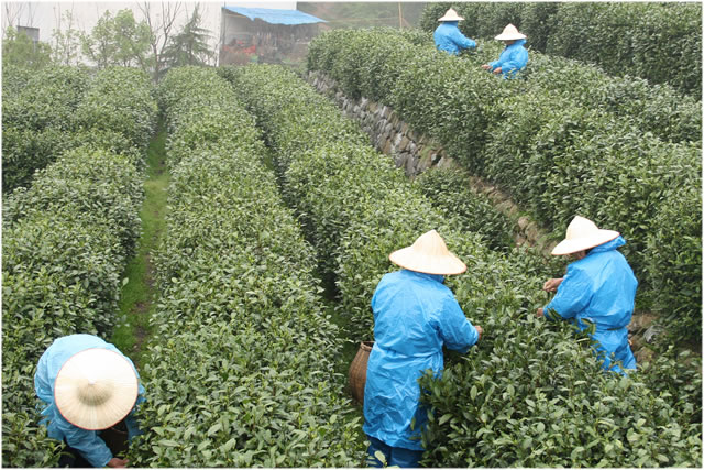 Tea Cultivation