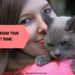 How to Groom Your Cat at Home