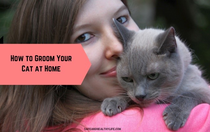 Groom Your Cat at Home