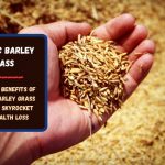 Organic Barley Grass - 10 Health Benefits Of Organic Barley Grass That Will Skyrocket Your Health