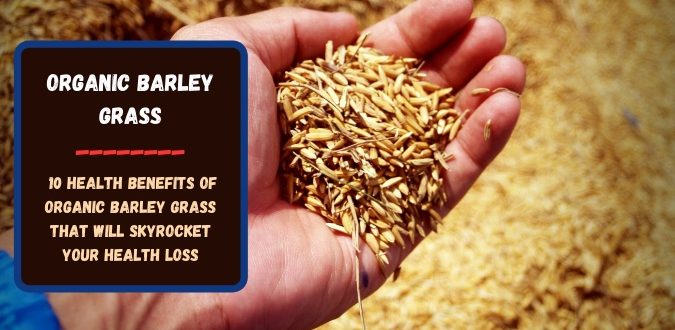 Organic Barley Grass