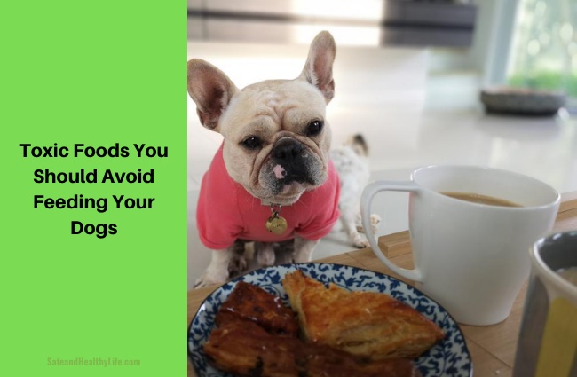 Toxic Foods You Should Avoid Feeding Your Dogs