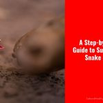 A Step-by-Step Guide to Surviving a Snake Bite