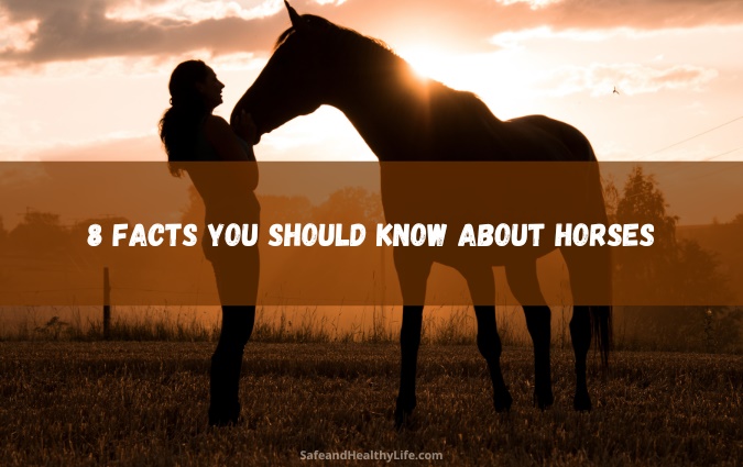 8 Facts You Should Know About Horses