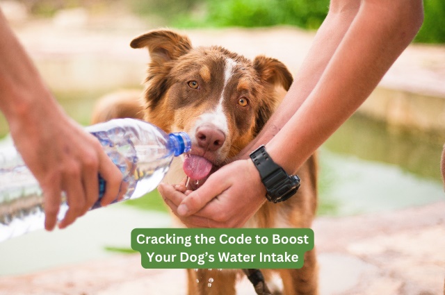 How Can I Encourage My Dog to Drink More Water?