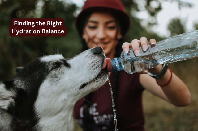 How Much Water Should a Normal Dog Drink Daily?