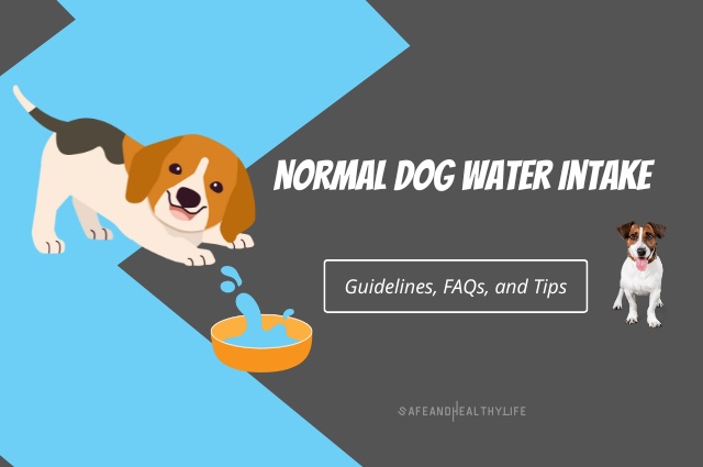 Normal Dog Water Intake