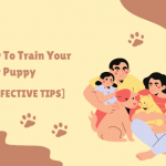 How To Train Your New Puppy