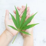 5 Steps to Enjoy THC-A Disposable Anywhere And Anytime 5 Steps to Enjoy THC-A Disposable Anywhere And Anytime