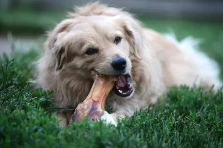 Improve the dog’s digestive health