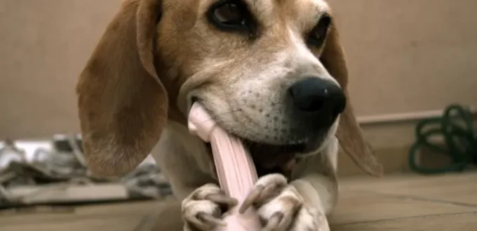 Health Benefits of Dog Foods - Do I Need to Add Them to My Dog Diet?