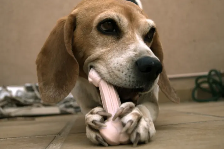 Health Benefits of Dog Foods - Do I Need to Add Them to My Dog Diet?