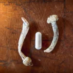 How Long Do Shrooms Stay in Your System? Understanding Its Effects How Long Do Shrooms Stay in Your System? Understanding Its Effects