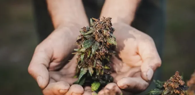 A Full Hawaiian Haze Legal Bud Review for Enthusiasts