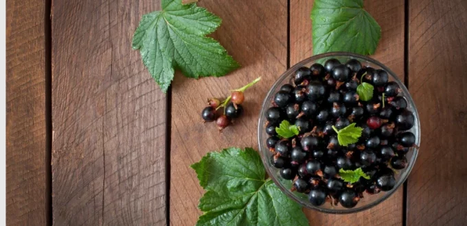 Muscadine Juice Power (Nature's #1 Source of Antioxidants)