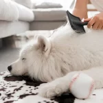 Dealing with Shedding: Tips to Manage Fur All Over Your Home Dealing with Shedding: Tips to Manage Fur All Over Your Home