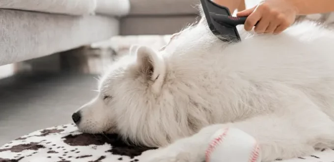 Dealing with Shedding: Tips to Manage Fur All Over Your Home