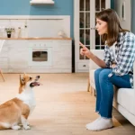 How to House Train Your Dog Without Stress How to House Train Your Dog Without Stress