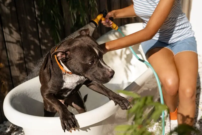 Keep Pets Clean and Groomed