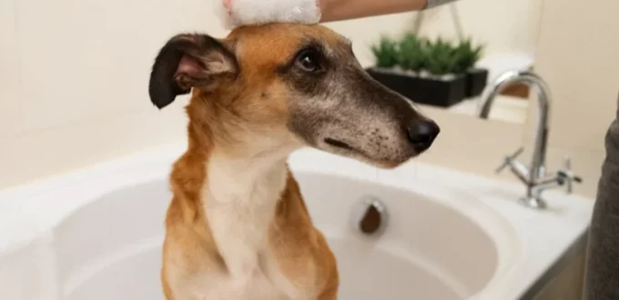 Which Pet Products Are Worth the Investment in?