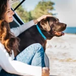 How Travel and Routine Changes Affect Dog Health: Stress, Diet & Care Tips How Travel and Routine Changes Affect Dog Health