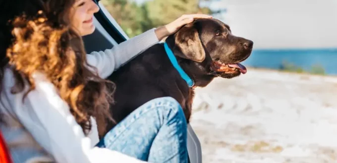 How Travel and Routine Changes Affect Dog Health