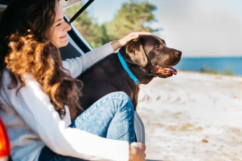 How Travel and Routine Changes Affect Dog Health