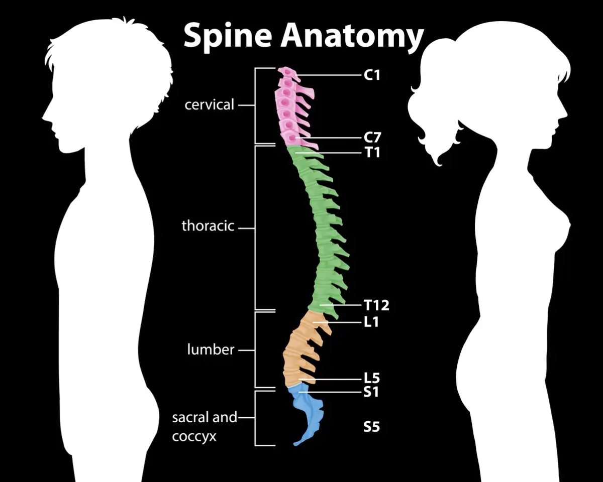 A diagram showing the ligamentum flavum location within the spinal canal and its proximity to spinal nerves